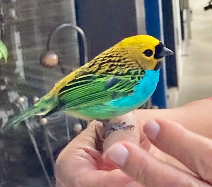 Observação de Aves